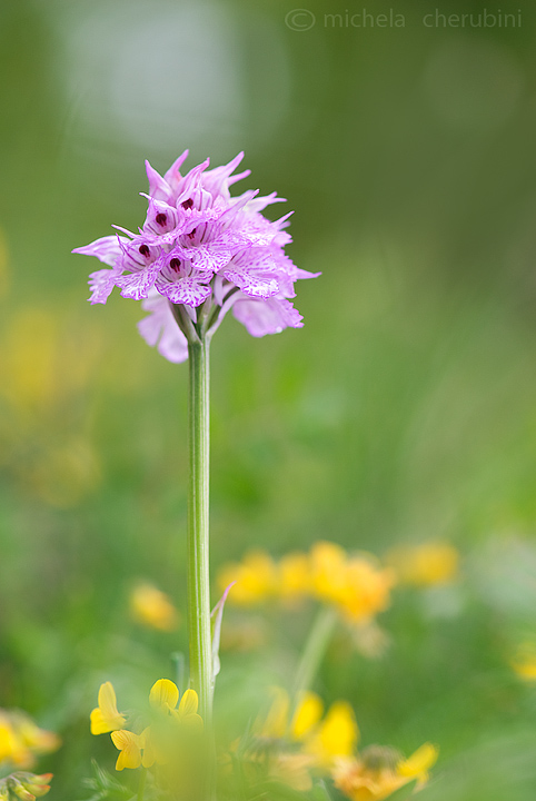 varie orchidee da determinare,qualcuno mi aiuta?